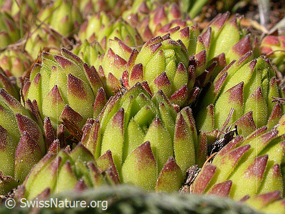 Foto: Blätter des Berg-Hauswurz 
Lat.: Sempervivum montanum
Familie: Crassulaceae (Dickblattgewächse)
Gattung: Sempervivum (Hauswurzen)