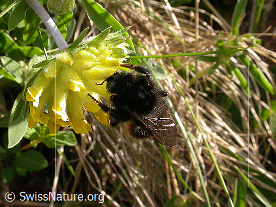 Foto: Steinhummel 
Lat.: Bombus lapidarius