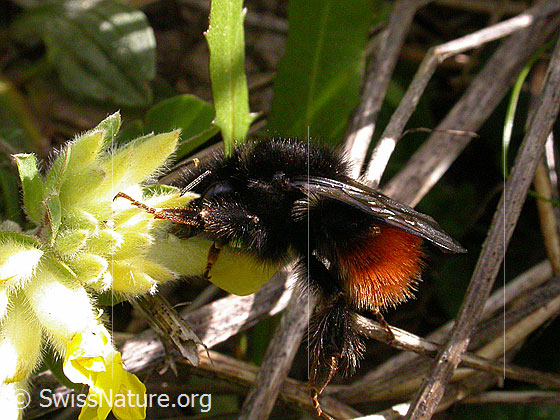 Foto: Steinhummel 
Lat.: Bombus lapidarius