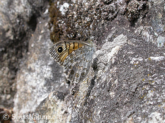 Foto: Mauerfuchs (Lasiommata megera), Flügel geschlossen, an Fels sitzend