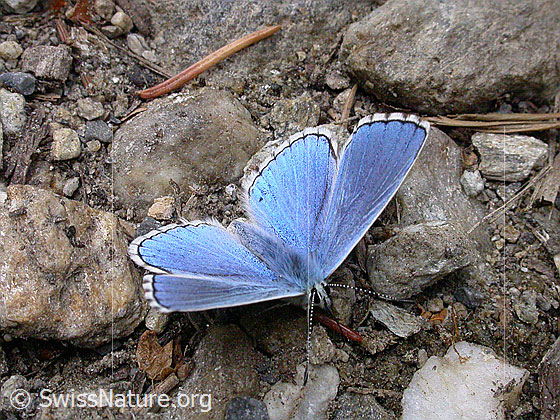 Foto: Himmelblauer Bläuling, Flügel geöffnet, auf steinigem Untergrund sitzend, Ansicht von vorne