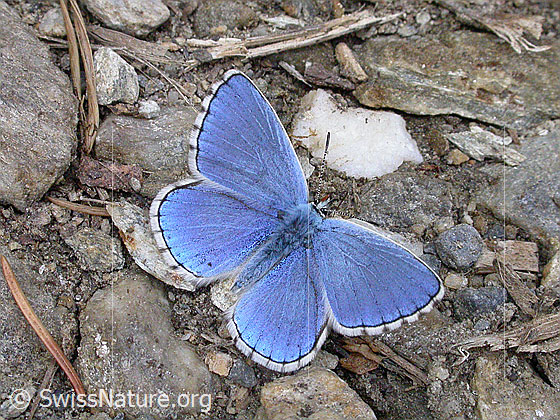 Foto: Himmelblauer Bläuling (Polyommatus bellargus). Flügel geöffnet, auf steinigem Untergrund sitzend.
