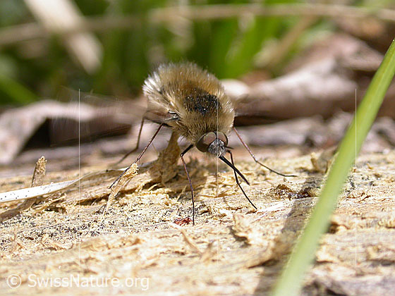 Grosser Wollschweber (Bombylius major)