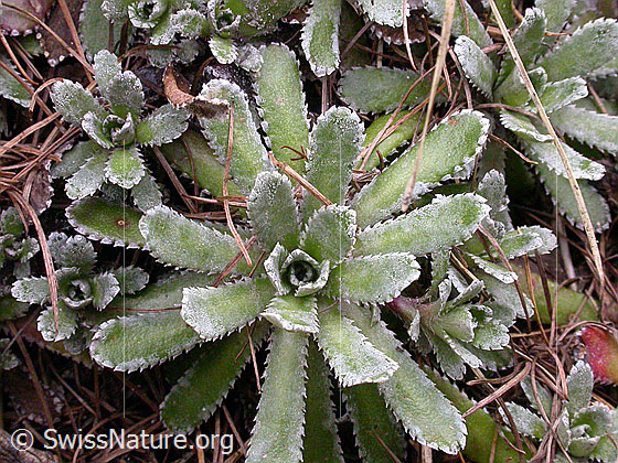 Foto: Blätter des Trauben-Steinbrech 
Lat.: Saxifraga paniculata 
Familie: Saxifragaceae