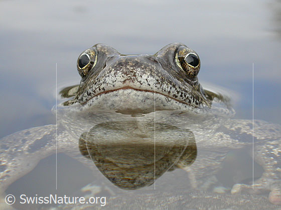 Foto: Grasfrosch (Rana temporaria). Aufnahme von vorne, nahe über der Wasseroberfläche. Spiegelung 
Lat.: Rana temporaria
Familie: Ranidae (Echte Frösche)
Gattung: Rana (Echte Frösche)