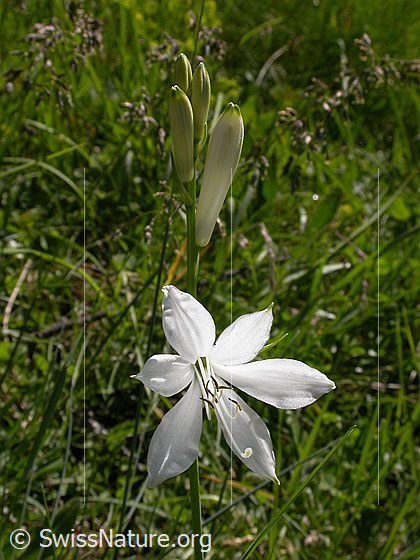 Foto: Weisse Trichterlilie, Paradieslilie, eine geöffnete Blüte, mehrere Knospen. 
Lat.: Paradisea liliastrum 
Famile: Liliaceae