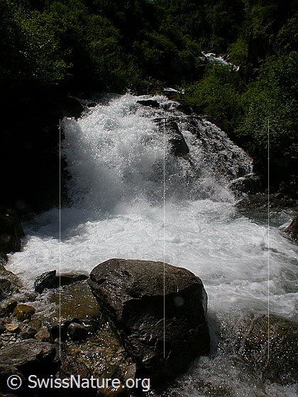 Foto: Wasserfall im Mässerbach während Schneeschmelze.