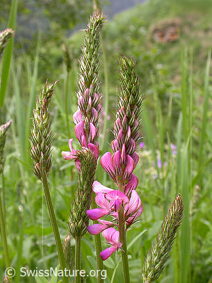Foto: Saat-Esparsette, Blüten 
Lat.: Onobrychis viciifolia 
Familie: Fabaceae