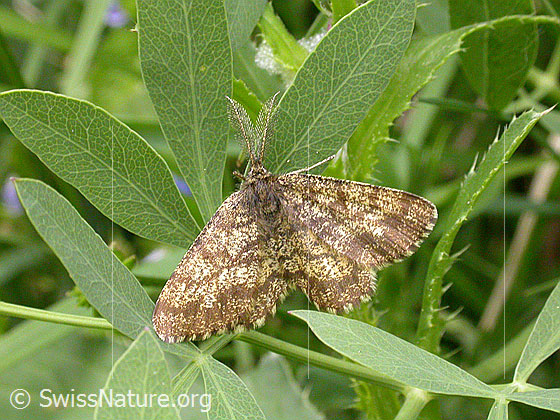 Foto: Heidespanner, Männchen 
Lat.: Ematurga atomaria
Familie: Geometridae (Spanner)
Unterfamilie: Ennominae
