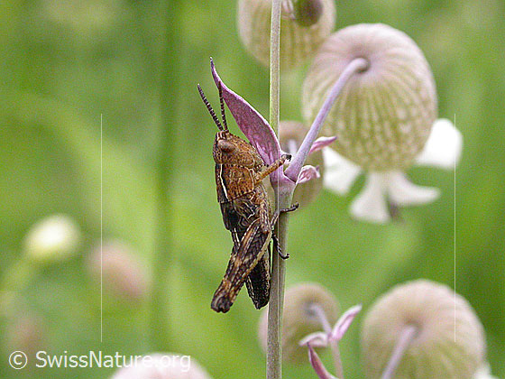 Foto: Kleiner Wiesengrashüpfer (Chorthippus dorsatus) an Halm
Umgebung: Wildblumenwiese. 1530m ü.M.
Lat.: Chorthippus dorsatus
Familie: Acrididae (Feldheuschrecken)
Unterfamilie: Gomphocerinae (Grashüpfer)
Gattung: Chorthippus