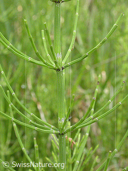 Foto: Wahrscheinlich Sumpf-Schachtelhalm, Blätter 
Lat.: Equisetum palustre 
Familie: Equisetaceae (Schachtelhalmgewächse)