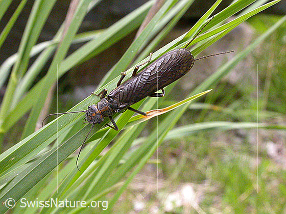 Foto: Steinfliege auf Grashalm 
Ordnung: Plecoptera