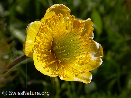 Foto: Gemeine Berg-Nelkenwurz, kurz vor dem Verblühen 
Lat.: Geum montanum 
Familie: Rosaceae