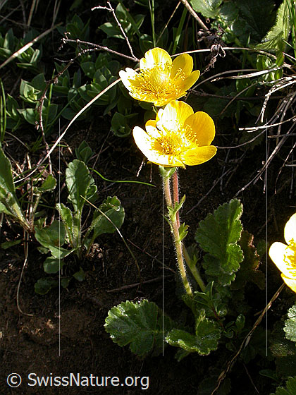 Foto: Gemeine Berg-Nelkenwurz (Geum montanum). Ganze Pflanze (Habitus).
Lat.: Geum montanum 
Familie: Rosaceae (Rosengewächse)