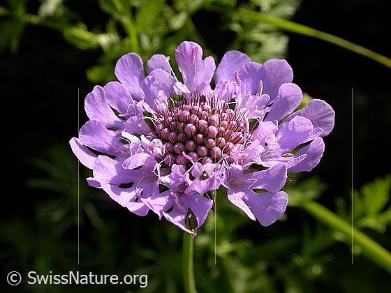 Foto: Südliche Skabiose, Blüte 
Lat.: Scabiosa triandra 
Familie: Dipsacaceae