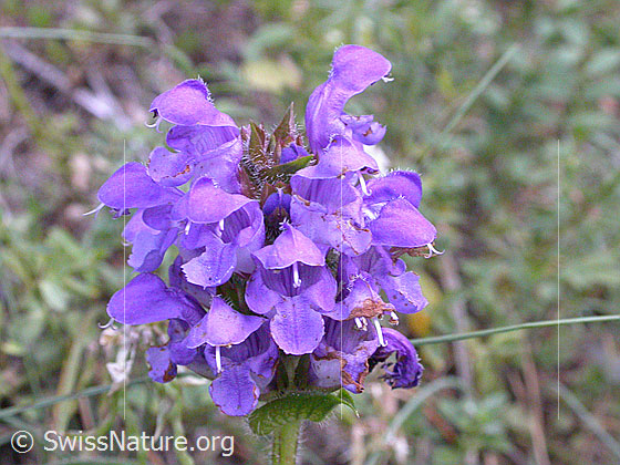 Foto: Wahrscheinlich Grossblütige Brunelle (Prunella grandiflora). Blütenstand.
Lat.: Prunella grandiflora
Familie: Lamiaceae (Lippenblütler)
Unterfamilie: Nepetoideae
Gattung: Prunella (Braunellen)