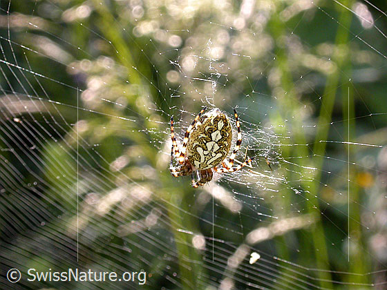 Foto: Auf der Nabe sitzende Eichblatt-Radspinne
Lat.: Aculepeira ceropegia
Familie: Araneidae (Radnetzspinnen)
Gattung: Aculeperia