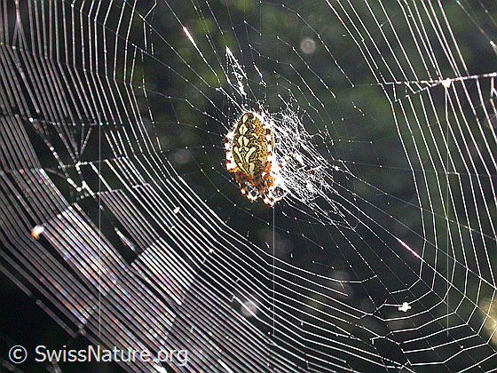 Foto: Auf Nabe sitzende Eichblatt-Radspinne.
Lat.: Aculepeira ceropegia
Familie: Araneidae (Radnetzspinnen)
Gattung: Aculeperia