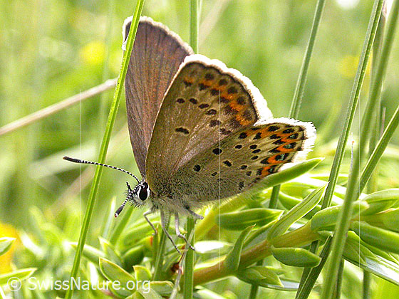 Foto: Geisskleebläuling, Weibchen, Flügel fast geschlossen 
Lat.: Plebejus argus