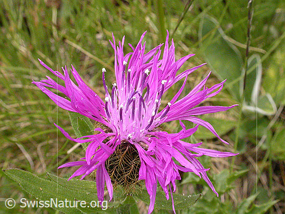 Foto: Federige Flockenblume, Blüte 
Lat.: Centaurea nervosa 
Familie: Asteraceae