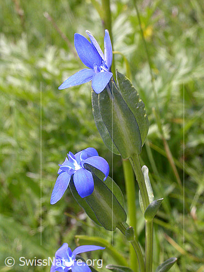 Foto: Aufgeblasener Enzian 
Lat.: Gentiana utriculosa 
Familie: Gentiananceae (Enziangewächse)