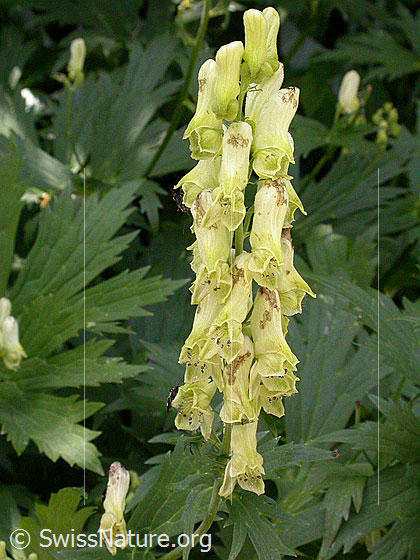 Foto: Platanenblättriger Eisenhut 
Lat.: Aconitum platanifolium, 
Familie: Ranunculaceae