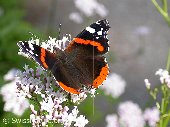 Foto: Admiral (Vanessa atalanta), auf Blüte des gebräuchlichen Baldrian (Valeriana officinalis) sitzend. Flügel geöffnet. Ansicht von oben.