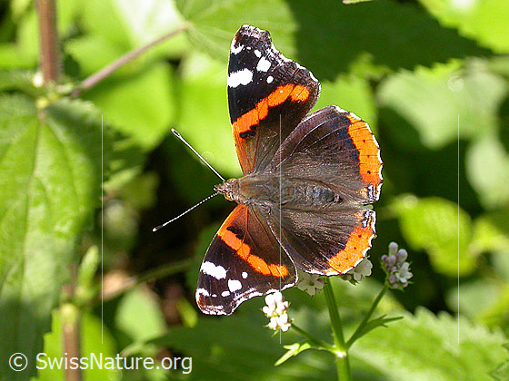 Foto: Admiral (Vanessa atalanta), auf Baldrian-Blüte sitzend, Flügel geöffnet