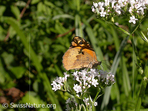 Foto: Grosses Ochsenauge (Maniola jurtina) auf Blüte des gebräuchlichen Baldrians (Valeriana officinalis) sitzend. Weibchen. Flügel geschlossen. Ansicht von der Seite.