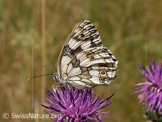 Photo: Melanargia galathea on Centaurea scabiosa. Wings closed. View from the side.