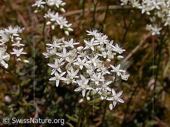 Foto: Weisser Mauerpfeffer, Blüten 
Lat.: Sedum album 
Familie: Crassulaceae (Dickblattgewächse)