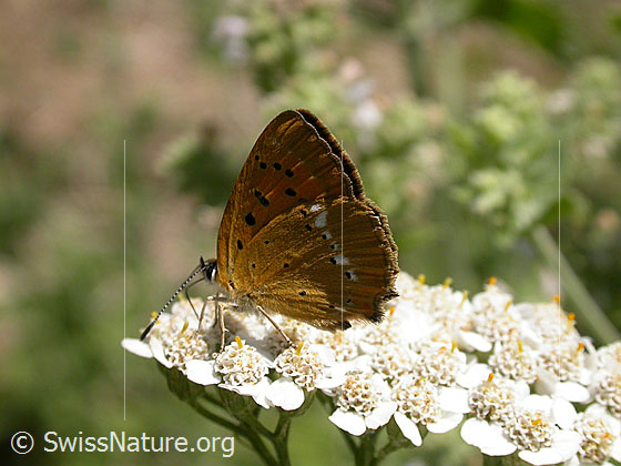Photo: Lycaena virgaureae. Sitting on blossom. Wings closed. View from the side.
Lat.: Lycaena virgaureae
Family: Lycaenidae
Genus: Lycaena virgaureae
