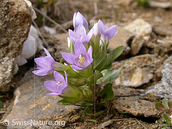 Foto: Reichästiger Enzian 
Lat.: Gentiana ramosa 
Familie: Gentiananceae (Enziangewächse)