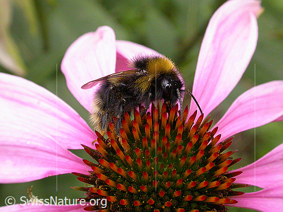Foto: Dunkle Erdhummel
Lat.: Bombus terrestris