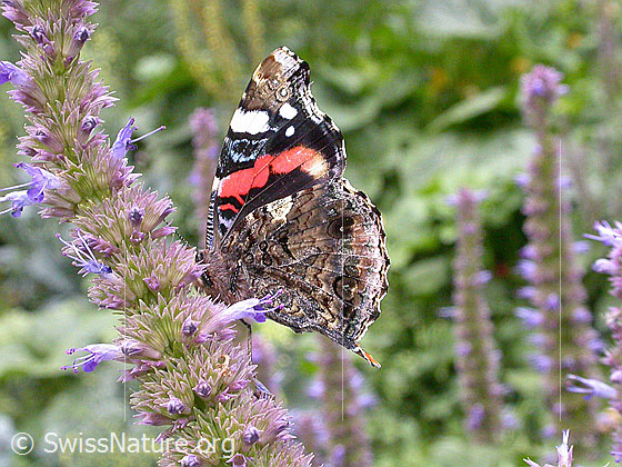 Foto: Admiral, Flügel geschlossen 
Lat.: Vanessa atalanta
Familie: Nymphalidae (Edelfalter)
Unterfamilie: Nymphalinae (Fleckenfalter)