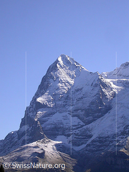 Foto: Überzuckerter Eiger von W (Mürren)
Zu sehen ist die ganze Westflanke.
