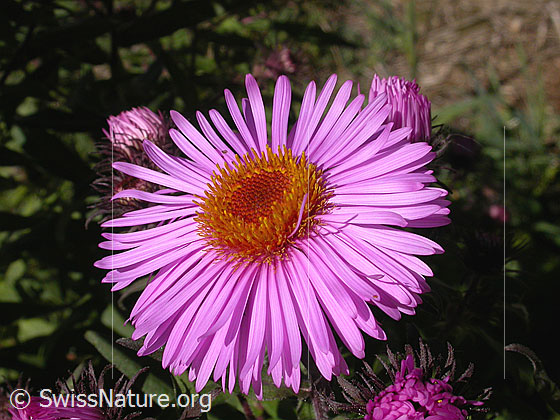 Neuenglische Aster, Blüte