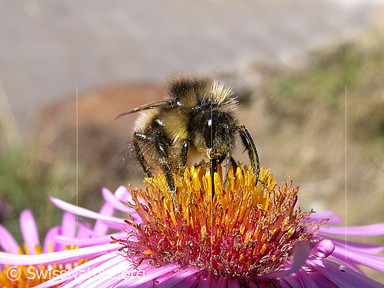 Foto: Wahrscheinlich Hellgelbe Erdhummel (Bombus lucorum) auf Neuenglischer Aster (Symphyotrichum novae-angliae). Ansicht von schräg vorne.