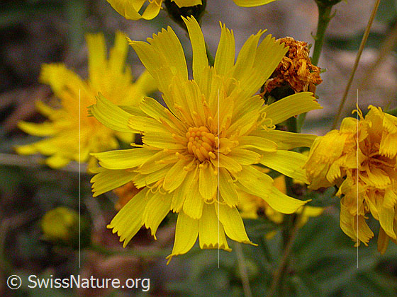 Foto: Doldiges Habichtskraut, Blüte 
Lat.: Hieracium umbellatum 
Familie: Asteraceae