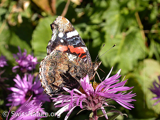 Foto: Admiral (Vanessa atalanta) auf neuenglischer Aster (Aster novae-angliae). Flügel geschlossen, Ansicht von der Seite 
Umgebung: Bergtal, Höhe: ca. 1550m ü.M.

Admiral
Lat.: Vanessa atalanta
Familie: Nymphalidae (Edelfalter)
Unterfamilie: Nymphalinae (Fleckenfalter)

Neuenglische Aster
Lat.: Aster novae-angliae
Familie: Asteraceae (Korbblütler)