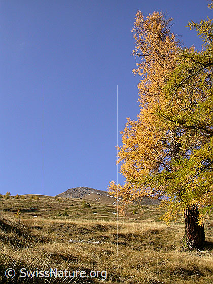 Foto: Goldgelbe Lärche vor kleinem Fülhorn. Herbstliche Farben.