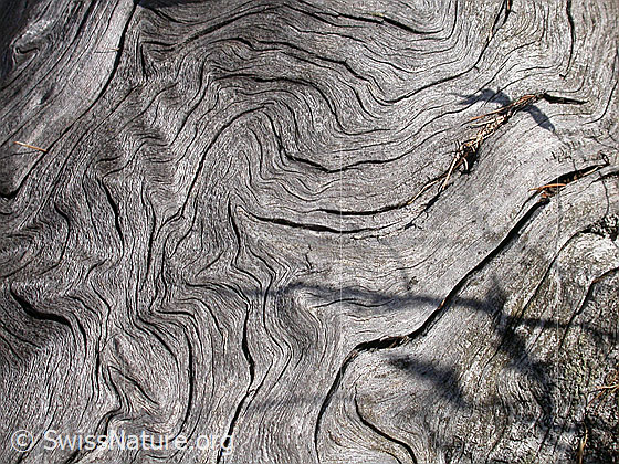 Foto: Struktur in Baumstrunk (Lärche)