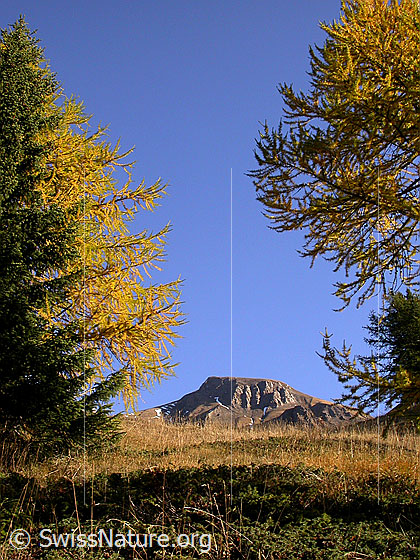 Foto: Grosses Fülhorn umrahmt von Lärchen. Herbstliche Farben.