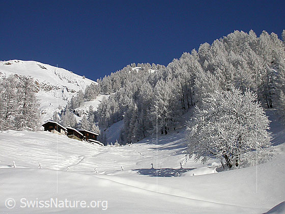 Foto: Verschneite Landschaft bei Schineregmach.