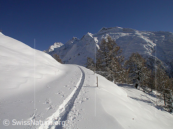 Foto: Verschneite Landschaft mit Skispur und Lärchen bei Hanschbiel. Im Hintergrund die Schinhörner.