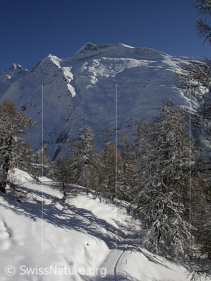 Foto: Verschneite Landschaft mit Skispur und Lärchen bei Hanschbiel. Im Hintergrund die Schinhörner.