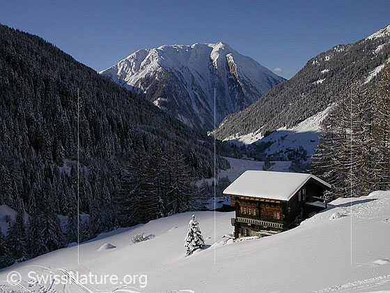 Foto: Blick über das tief verschneite Binntal. Im Vordergrund: Eine Alphütte.