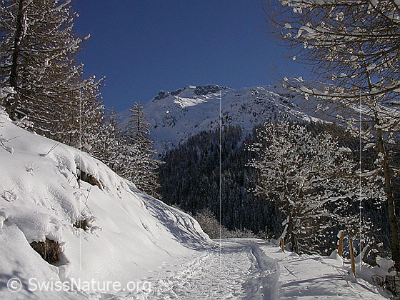 Foto: Unter Schinhorn und Gorb. Vordergrund: Weg mit Fussspuren, einige leicht verschneiten Lärchen.