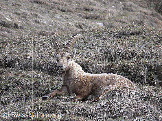 Foto: Steinbock, am Boden liegend. 
Lat.: Capra ibex