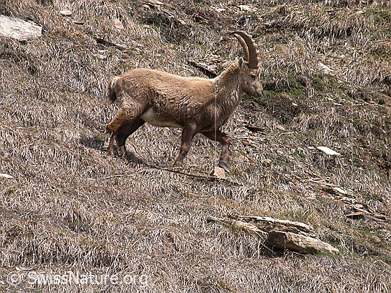 Foto: Steinbock, stehend, Ansicht von der Seite. 
Lat.: Capra ibex